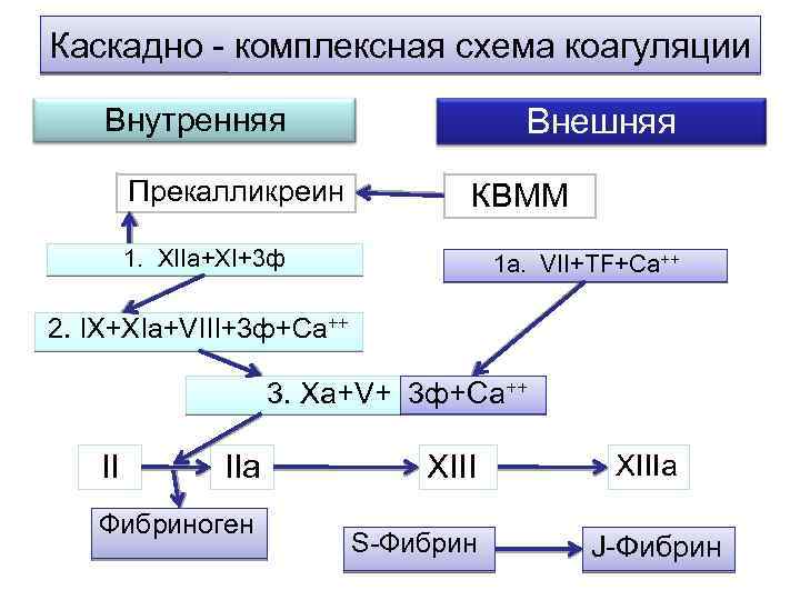 Каскадно - комплексная схема коагуляции Внешняя Внутренняя Прекалликреин КВММ 1. XIIa+XI+3 ф 1 а.