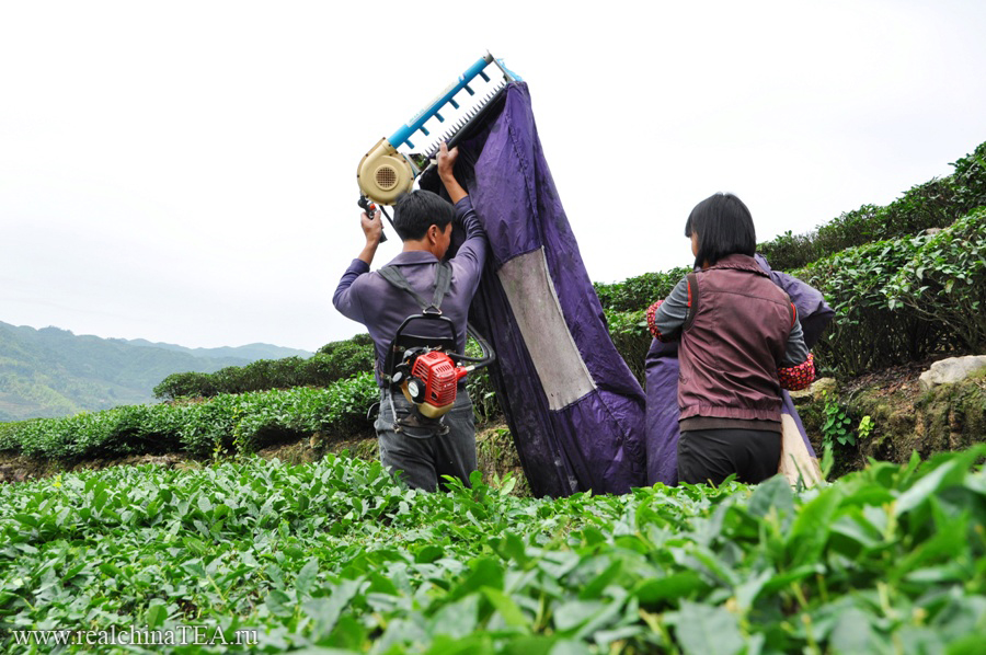 Вот так, с помощью бензосекаторов, "косят" чай на многих плантациях.